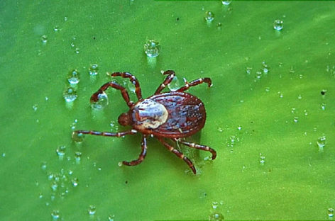 Bug bites becoming growing health concern — CDC